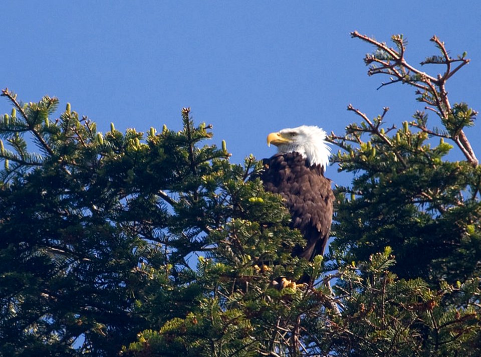 Bald Eagle in Tree, Olympic National Forest