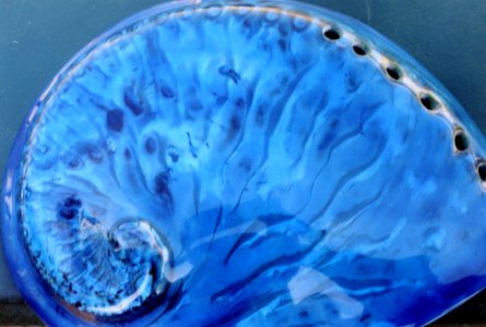 paua shell (blue abalone) photo