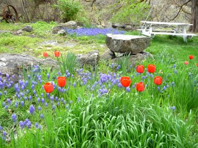Wildflowers and Picnic Tables, Wallowa-Whitman National Forest photo
