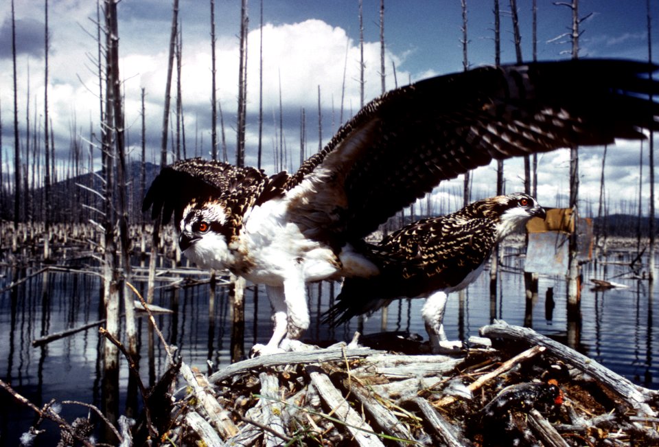 Pair of Osprey.jpg