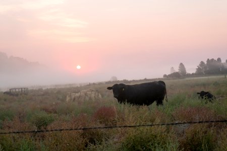 Foggy Sunset with Cattle-Fremont Winema photo