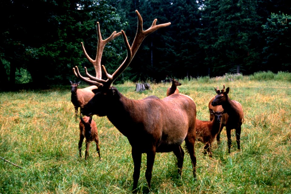 Roosevelt elk, wildlife-2.jpg