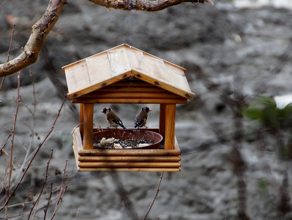 Birds bird feeder goldfinch