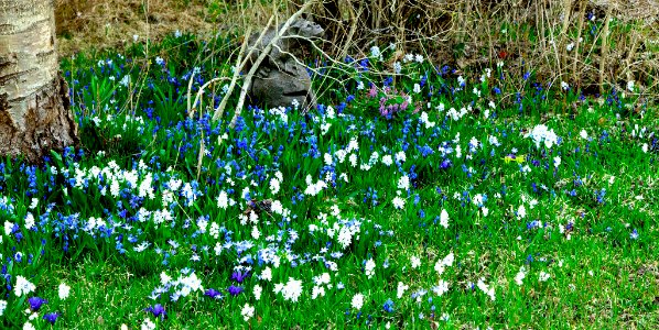 Spring bulbs and a garden statue, dragon, stone, 01