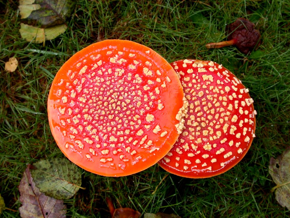 Amanita Mushrooms, Olympic National Forest