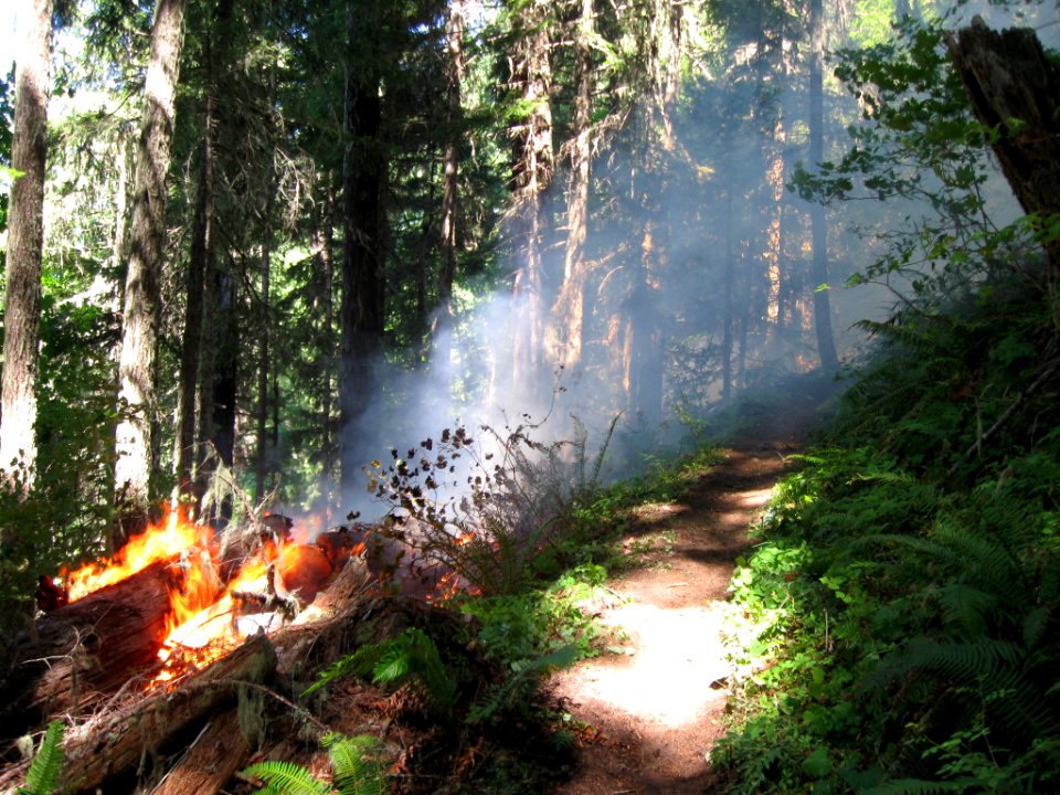 Lightning Fires at Buckhead Mountain-103, Willamette National Forest