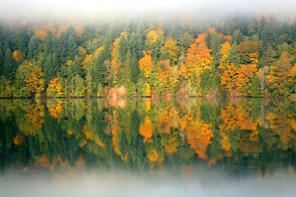 Fall Color at Mayfield Lake- Gifford Pinchot