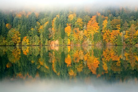 Fall Color at Mayfield Lake- Gifford Pinchot
