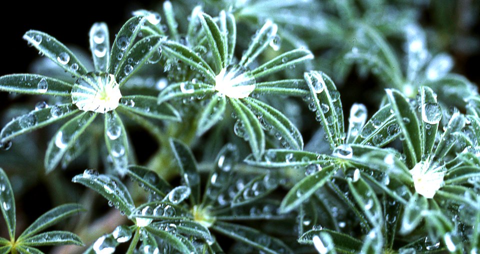 lupine leaves with water drops 1 photo