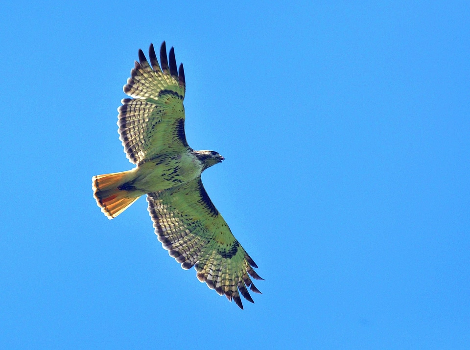 Flight raptor wildlife