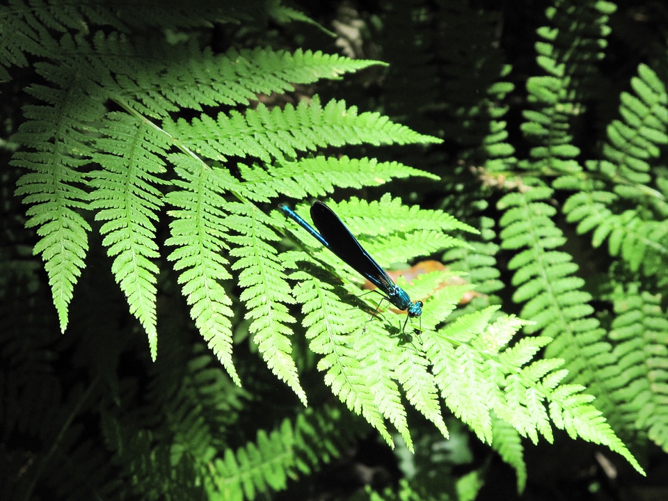 Ferns dragonfly butterfly