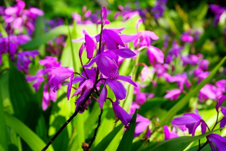violet flower photo