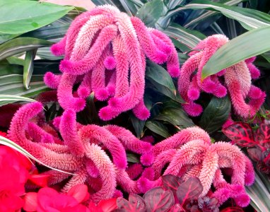 pink fuzzy flowers