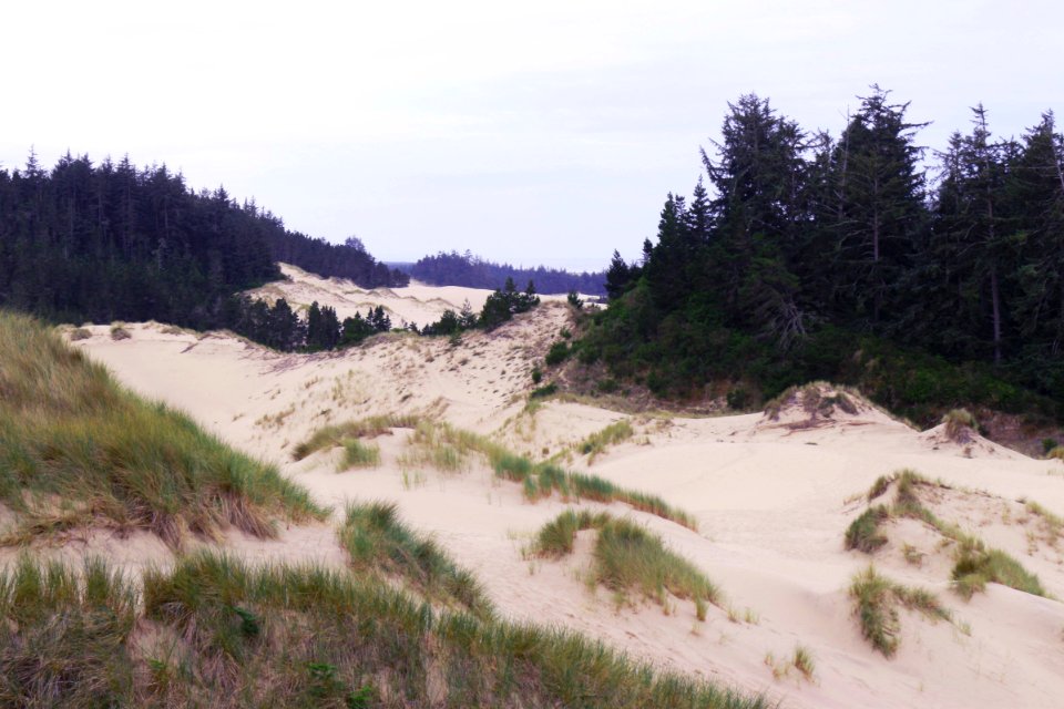 Forests and Hills at Oregon Dunes, Siuslaw National Forest