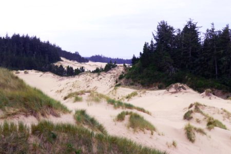 Forests and Hills at Oregon Dunes, Siuslaw National Forest