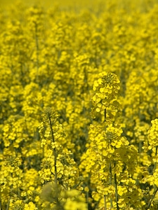 Oil rapeseed oil field of rapeseeds
