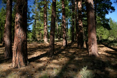 Ponderosa Pine Stand-Fremont Winema photo