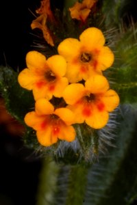 Wildflowers-Unknown photo