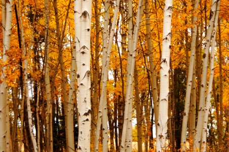 BIRCH TREES IN FALL COLOR-FREMONT WINEMA photo