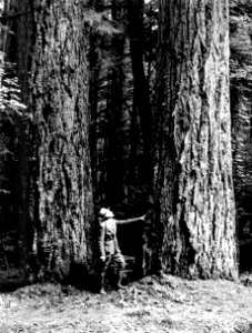 Old Growth Douglas Fir at La Wis Wis, Gifford Pinchot National Forest, WA 1949