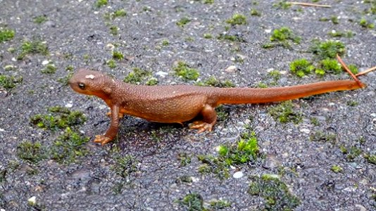 Red Newt near Browns Creek, Olympic National Forest