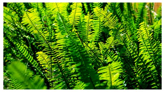 FERN BUSH FRAMED