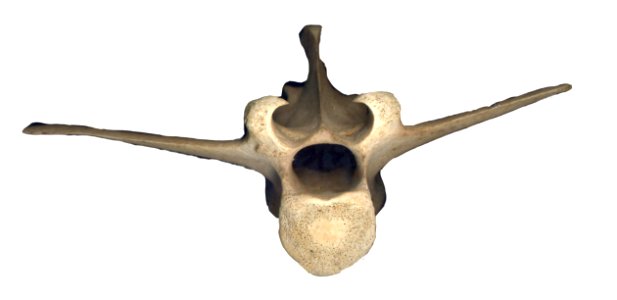 big vertebra photo