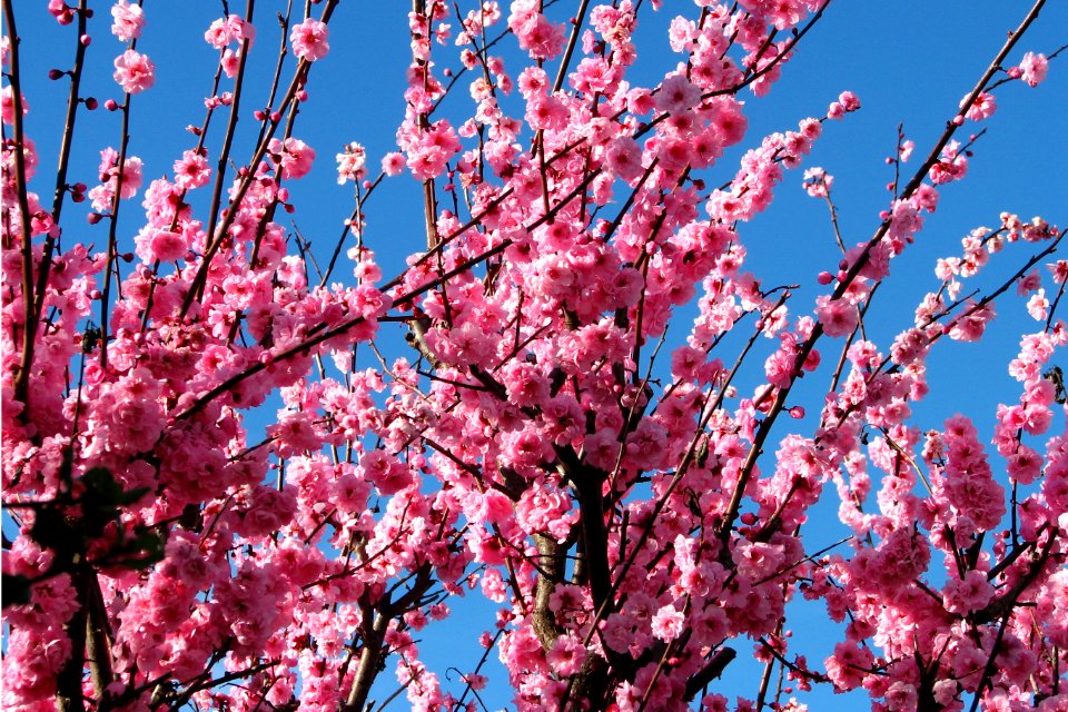 pink fruit tree blossoms 2