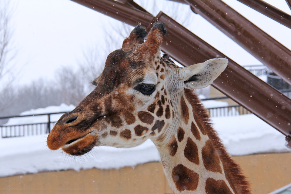 Snow adorable hokkaido