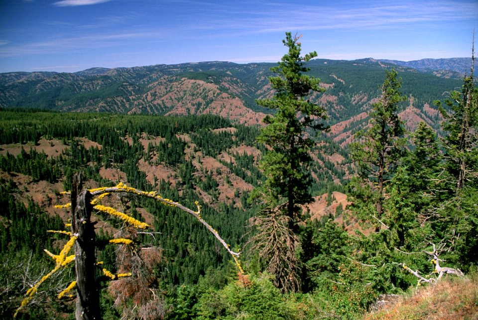 WENAHA TUCANNON WILDERNESS-UMATILLA