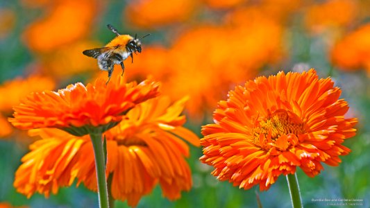 orange paradise
