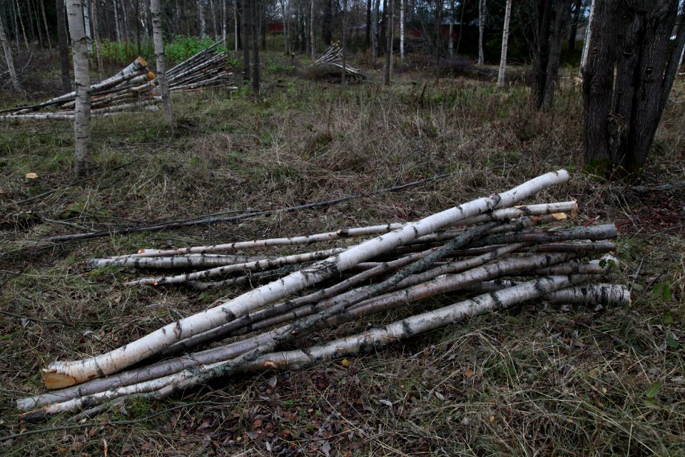 Pile of small birch logs on a calm gray autumn day