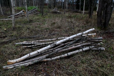 Pile of small birch logs on a calm gray autumn day