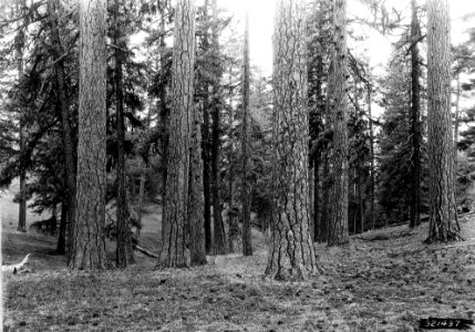 321437 Ponderosa Pine Stand, Ochoco NF, OR