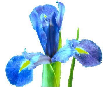 blue Dutch iris photo