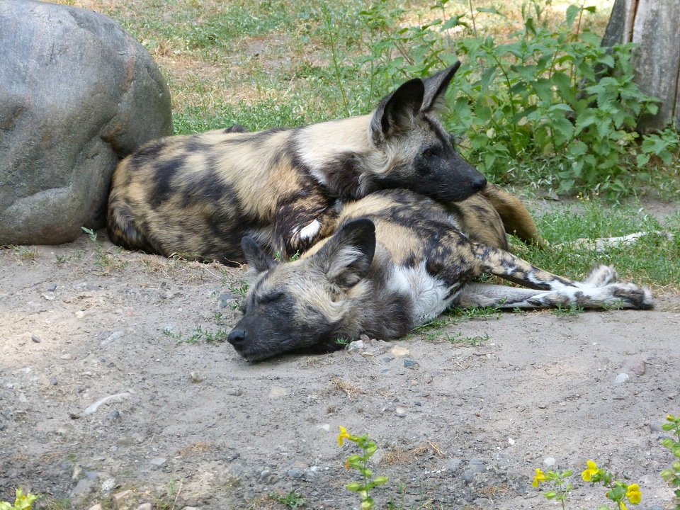 Lying dozing mystical