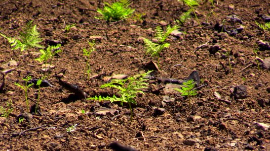 Ferns are already quickly sprouting across a hillside in the Tanner Creek area. A hopeful sign of recovery after the Eagle Creek Fire raged through the area.