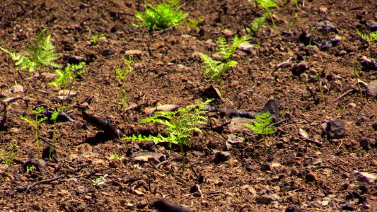 Ferns are already quickly sprouting across a hillside in the Tanner Creek area. A hopeful sign of recovery after the Eagle Creek Fire raged through the area. photo