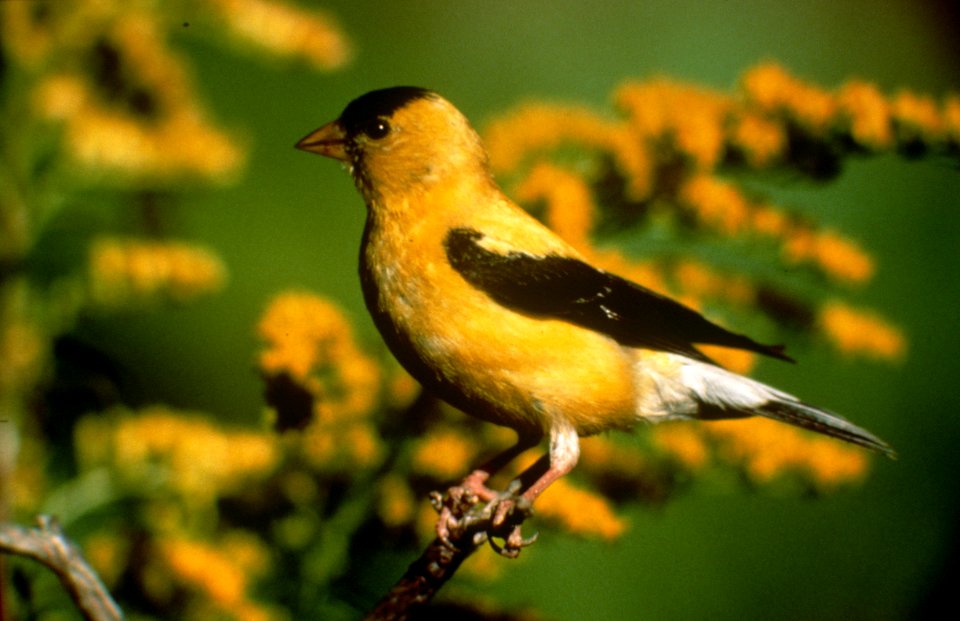 American goldfinch.jpg