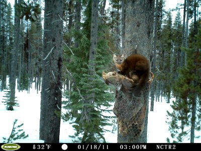 Pine Marten On Bait Platform - Umpqua photo