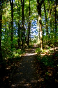 Cape Horn Trail passing through Grove-Columbia River Gorge photo