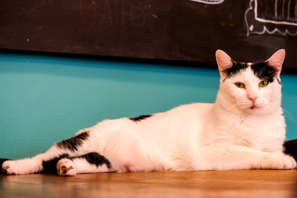 White Cat with Black Spots Sitting on the Table photo