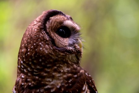 spotted owl headshot-Unknown photo