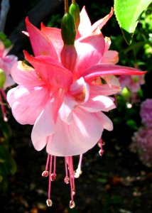 pink fuchsia photo