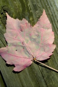 DSC 0055