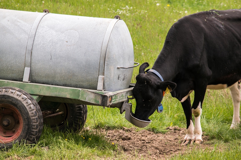 Drinking agency beef livestock