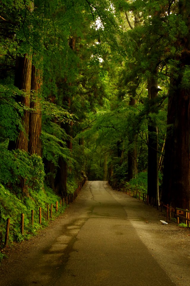 Cedar trees on the approach of temple