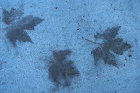 sidewalk leaf ghosts photo