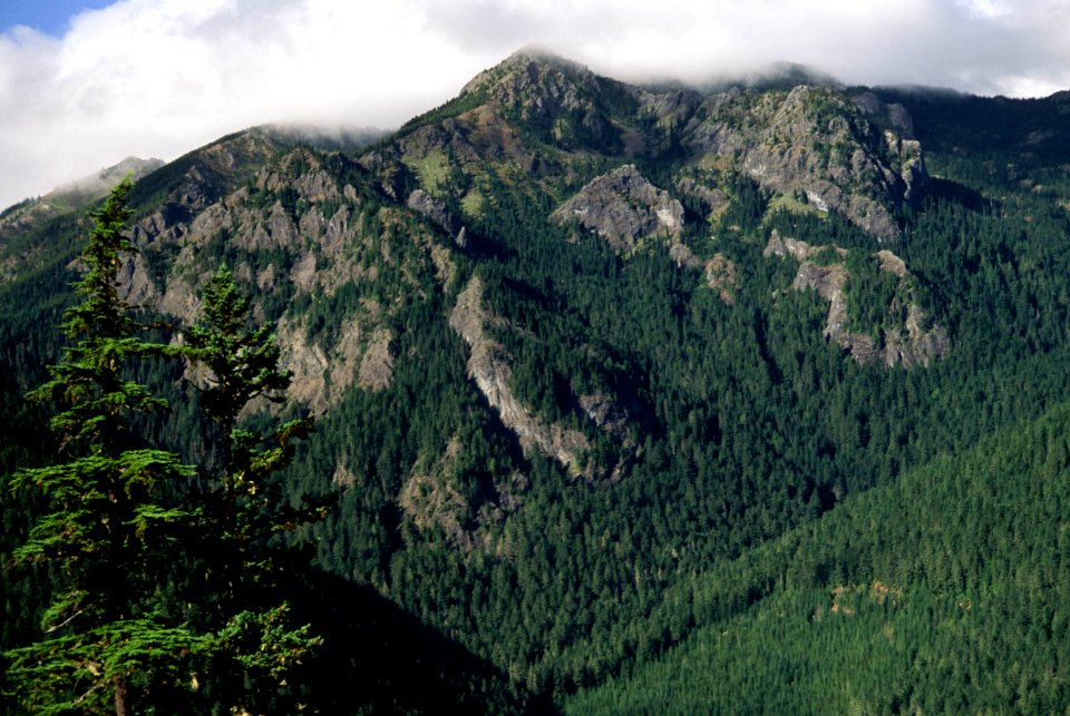 Forest and Mountain, Olympic National Forest.jpg