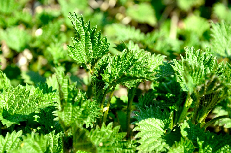 Stinging nettle green spring
